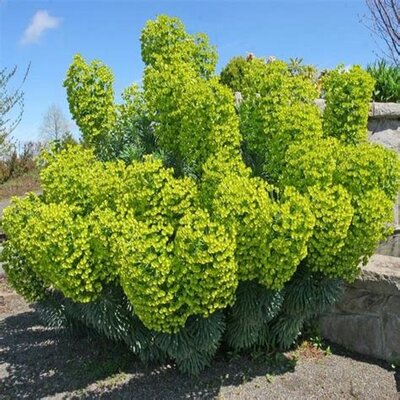 Euphorbe wulfeni