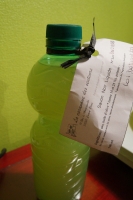 Savon noir liquide 500 ml