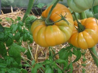 Plant tomate ananas