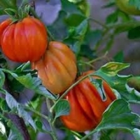 Plant tomate coeur de boeuf