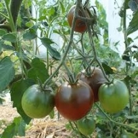 Plant tomate noire de crimée
