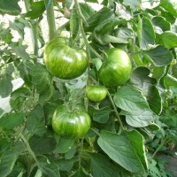 Plant tomate green zebra