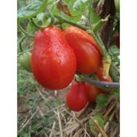 Plant tomate roma