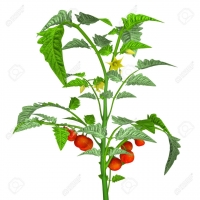 Plant tomate cerise petit moineau