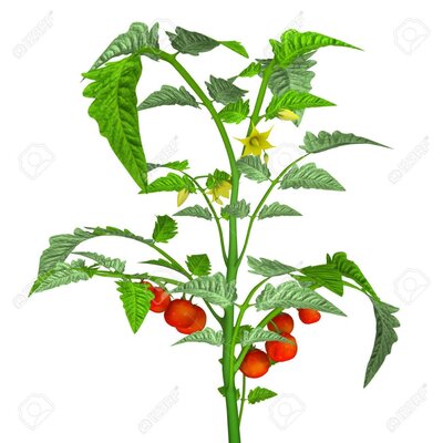 Plant tomate cerise petit moineau
