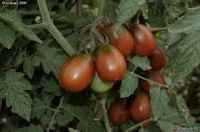 Plant tomate cerise prune noire