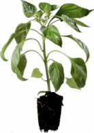 Plant poivron giant szegedi