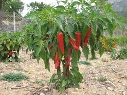 Plant piment type espelette