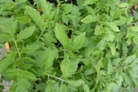 Lot de 10 plants de tomates anciennes