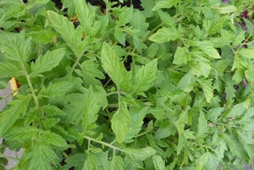 Lot de 10 plants de tomates anciennes