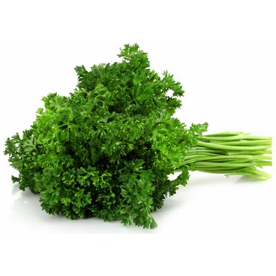 Bouquet de persil frisé