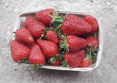 Fraises cléry ab