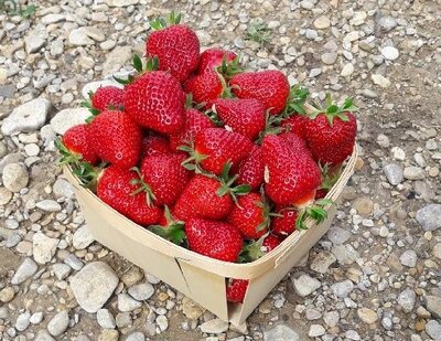 Fraises cléry ab