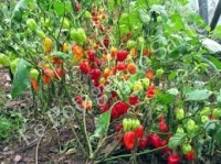 Plant piment antillais