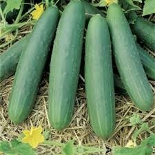 Plant concombre le généreux