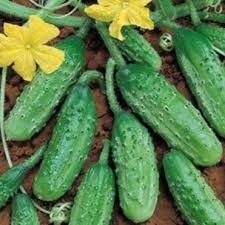Plant cornichon petit vert de paris