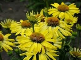 Echinacea jaune en pot de 3l