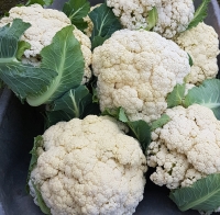 Choux fleur sans traitement