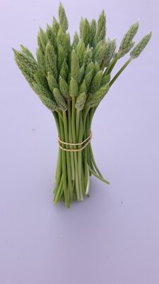 Asperge des bois