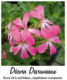 Geranium lierre roi des balcons rose-lot de 6 - image 2