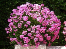 Geranium lierre roi des balcons rose-lot de 3
