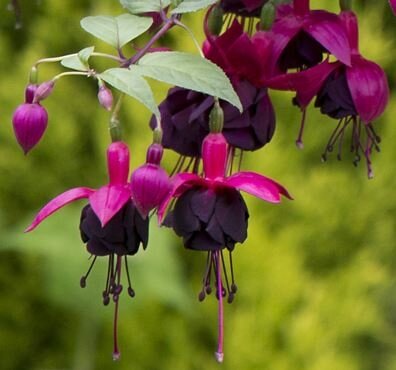 Fuchsia new millenium