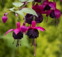 Fuchsia new millenium-lot de 3