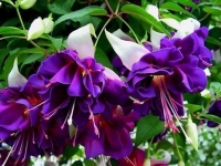 Fuchsia deep purple- lot de 3