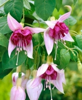 Fuchsia bella rozella - lot de 3