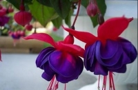 Fuchsia winston churchill