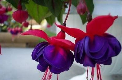 Fuchsia winston churchill
