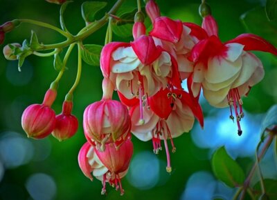 Fuchsia tausendschön