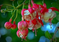 Fuchsia tausendschön-lot de 3