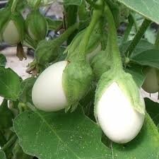 Plant aubergine blanche