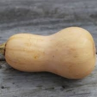 Plant courge butternut