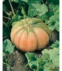 Plant courge musqué de provence