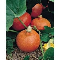 Plant potimarron red kuri