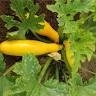 Plant courgette jaune