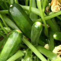 Plant courgette verte