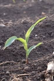 Plant de maïs