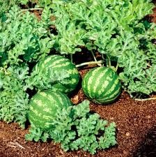 Plant pastèque