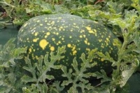 Plant pastèque lune et etoiles