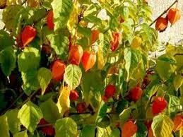 Plant physalis