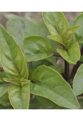 Plant basilic citron