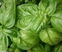 Plant basilic mammouth