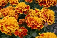 Plant fleur oeillet d'indes