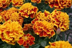 Plant fleur oeillet d'indes