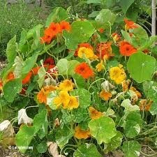 Plant fleur capucine