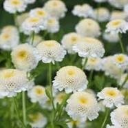 Plant fleurs camomille