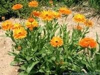 Plant fleurs soucis